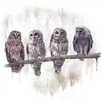 Barred Owls perched watercolor painting