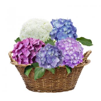 hydrangea flowers in a basket isolated on white background