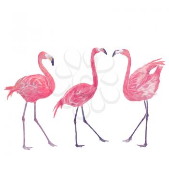 Watercolor flamingos on white background