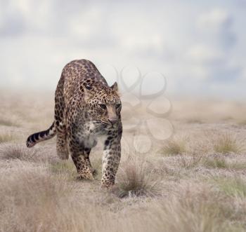 Leopard walking in the grassland
