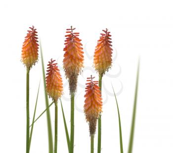 Kniphofia or Red Hot Poker flowers isolated on white background