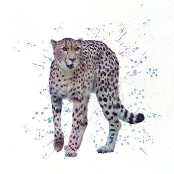 Cheetah. Digital watercolor painting on white background