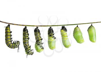  monarch caterpillar  in various stages of shedding until the skin falls away and a chrysalis  to take shape