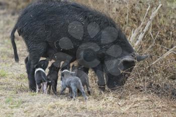 Wild hog with cute piglets in Florida wetlands
