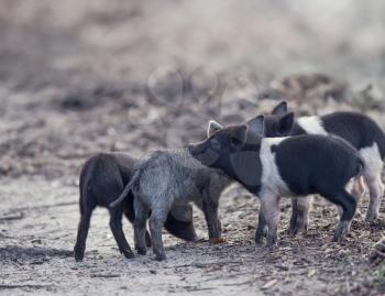 Wild piglets in Florida wetlands
