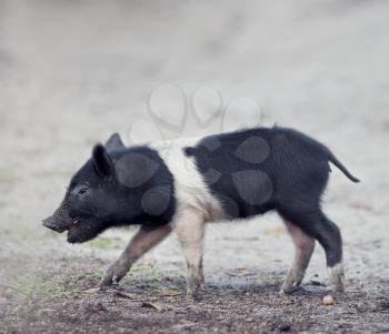 Wild piglet walking in Florida wetlands