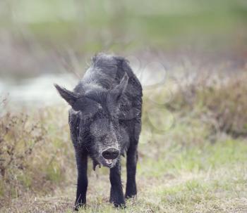 Wild hog female in Florida wetlands