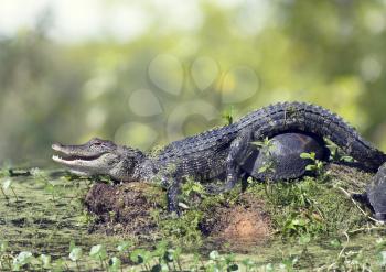 Young alligator sunning with turtles in Florida swamp