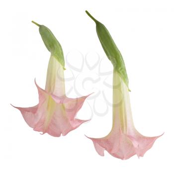 Angel's Trumpet Flowers isolated on white background