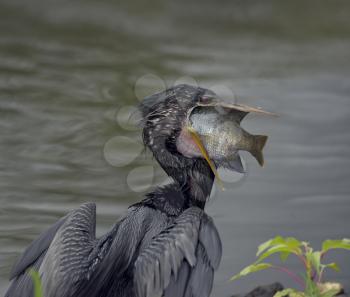 Anhinga downing a  Large Fish in Florida wetlands
