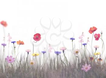 Wildflowers bloom  in a field on white background