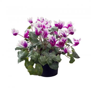 cyclamen flowers isolated on white background
