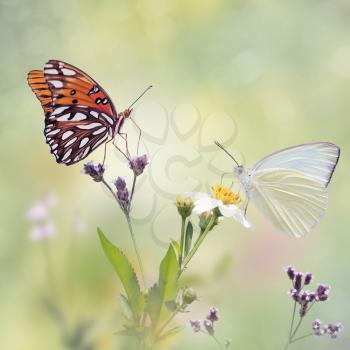 Gulf Fritillary and Great Southern White butterflies in a meadow 