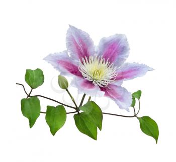 Purple clematis on a stem isolated on white background
