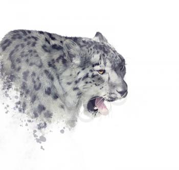 Snow leopard portrait watercolor on white background