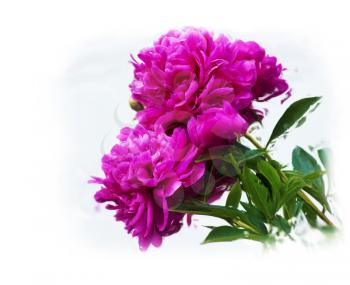 Digital painting of Purple Peony Flowers