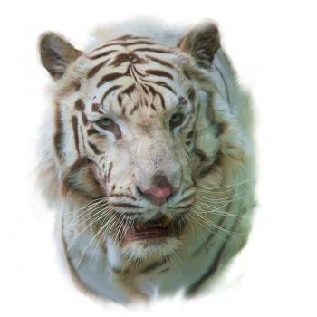 Digital painting of White Tiger portrait