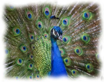 Digital painting of Portrait of Peacock 