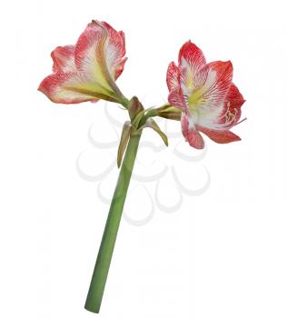 Amaryllis flower isolated on white background
