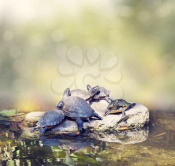 Florida Turtles Sunning on the rocks in Florida wetlands