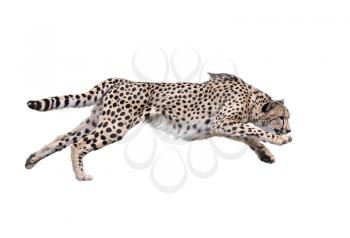 Image of running cheetah ,Isolated on white Background