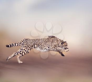 Image of running cheetah 