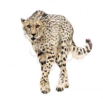 Young Cheetah Portrait watercolor  isolated on white background