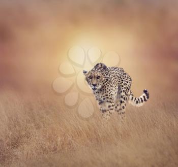 Young Cheetah walking in the grassland at sunset