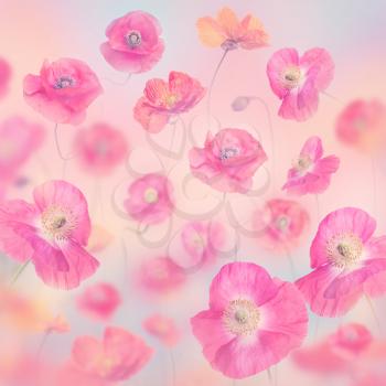 romantic pastel floral background with poppy flowers