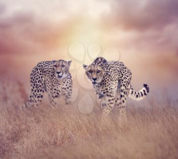 Two  Cheetahs walking in the grassland at sunset