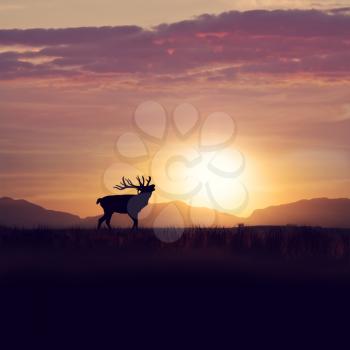 Silhouette of deer in the grassland against sunset