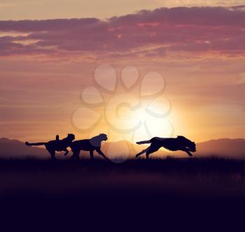 Silhouette of cheetahs in the grassland against sunset