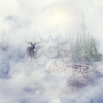 Deer standing on rocks in foggy landscape