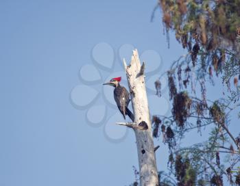 Pileated Woodpecker on a tree in Florida Wetlands