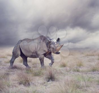 black rhinoceros walking in the grassland