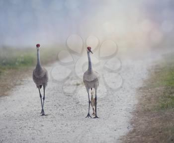 sandhill crane family walking on a rural road in Florida