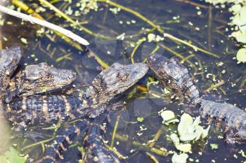 Baby alligators in Florida swamp
