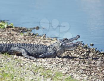 Young alligator sunning near Florida lake