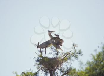 Great Blue Herons in the nest in Florida wetlands