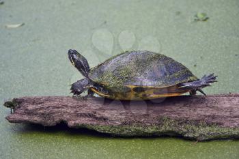 Florida Turtle sunning on a log