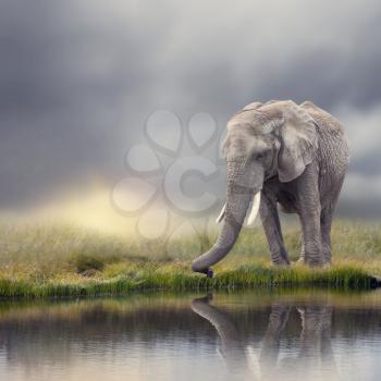 African Elephant  near water at sunset with reflection