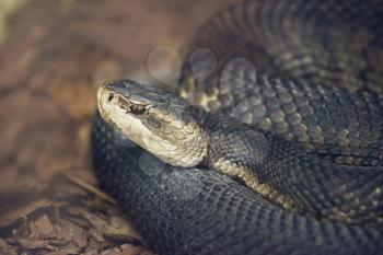 Florida Cottonmouth or water moccasin snake, close up