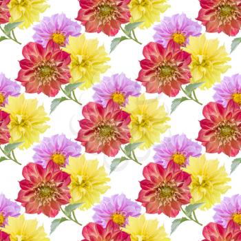 seamless pattern of dahlia flowers on white background