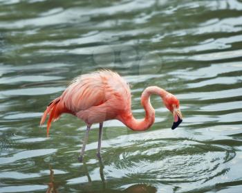 pink flamingo walking in the water with reflection