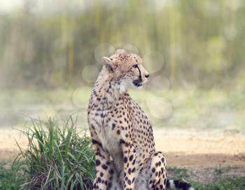 Wild Cheetah siitting in a grassland