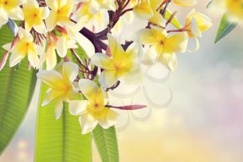 Yellow Plumeria flowers on a branch . Beautifull Floral background.