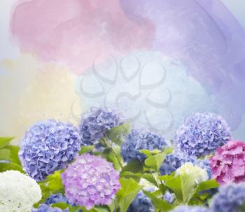Colorful hydrangea flowers watercolor illustration. Digital painting.