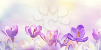 Floral background with Crocus Spring Flowers