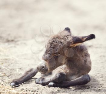 Young donkey mule resting, close up shot