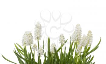 White muscari flowers isolated on white background